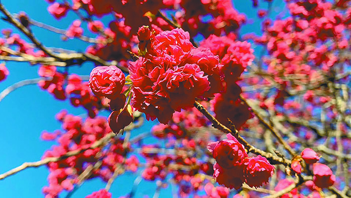 美麗的櫻花。(圖／陳秀雯攝影)