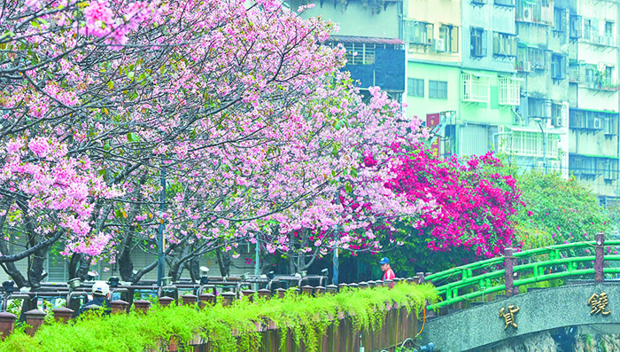 土城希望之河櫻花步道。（圖/新北市政府綠美化環境景觀處提供）