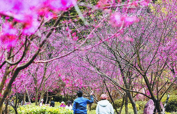 置身陽明山公園粉嫩櫻花林。（圖/台北市政府提供）