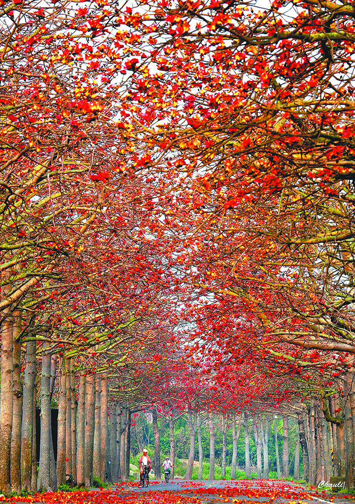 台南將軍鄉苓仔寮的木棉道。（圖／受訪者提供）