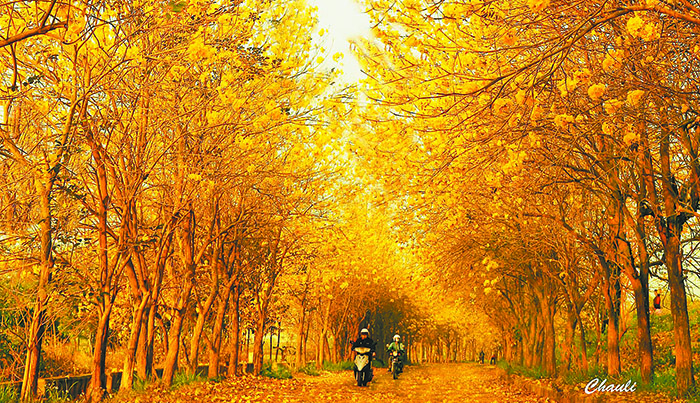 嘉義溪北六興宮前的黃花風鈴木花道。（圖／受訪者提供）
