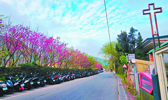 德生堂教會/ 華岡團契門口就有一排櫻花樹（圖/梁敬彥攝影）