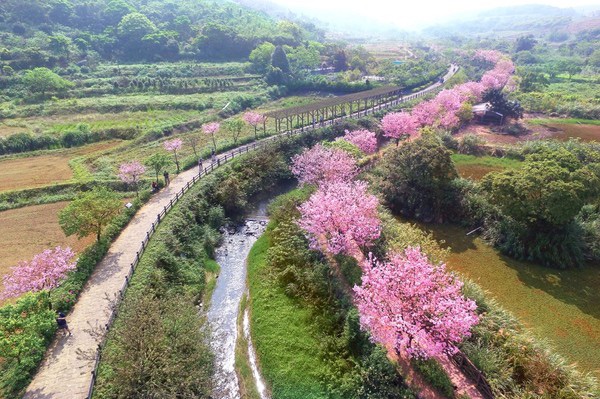 三芝三生櫻花步道。（圖/新北市政府提供）
