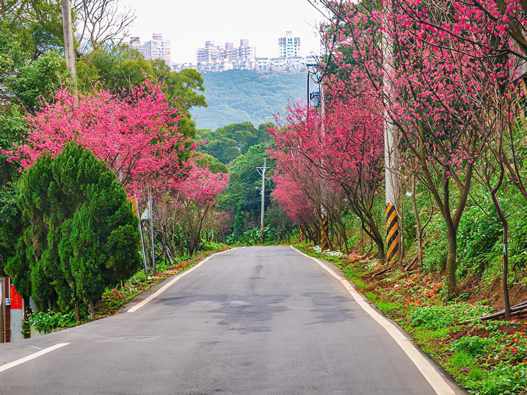 滬尾櫻花大道（圖/新北市觀光旅遊網提供）
