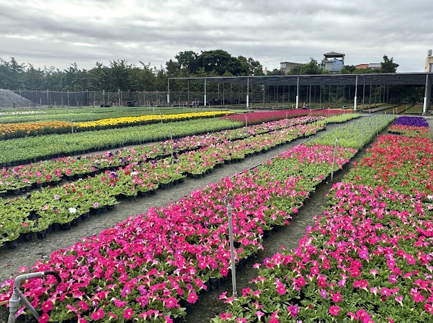 羅牧師和師母種的花園。(受訪者提供)
