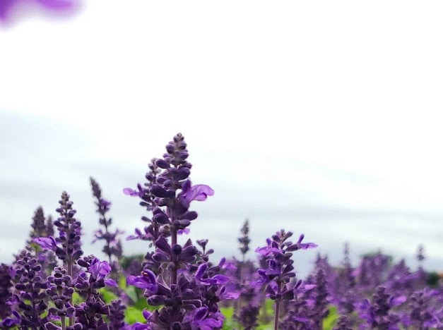 羅牧師和師母種的花。(受訪者提供)