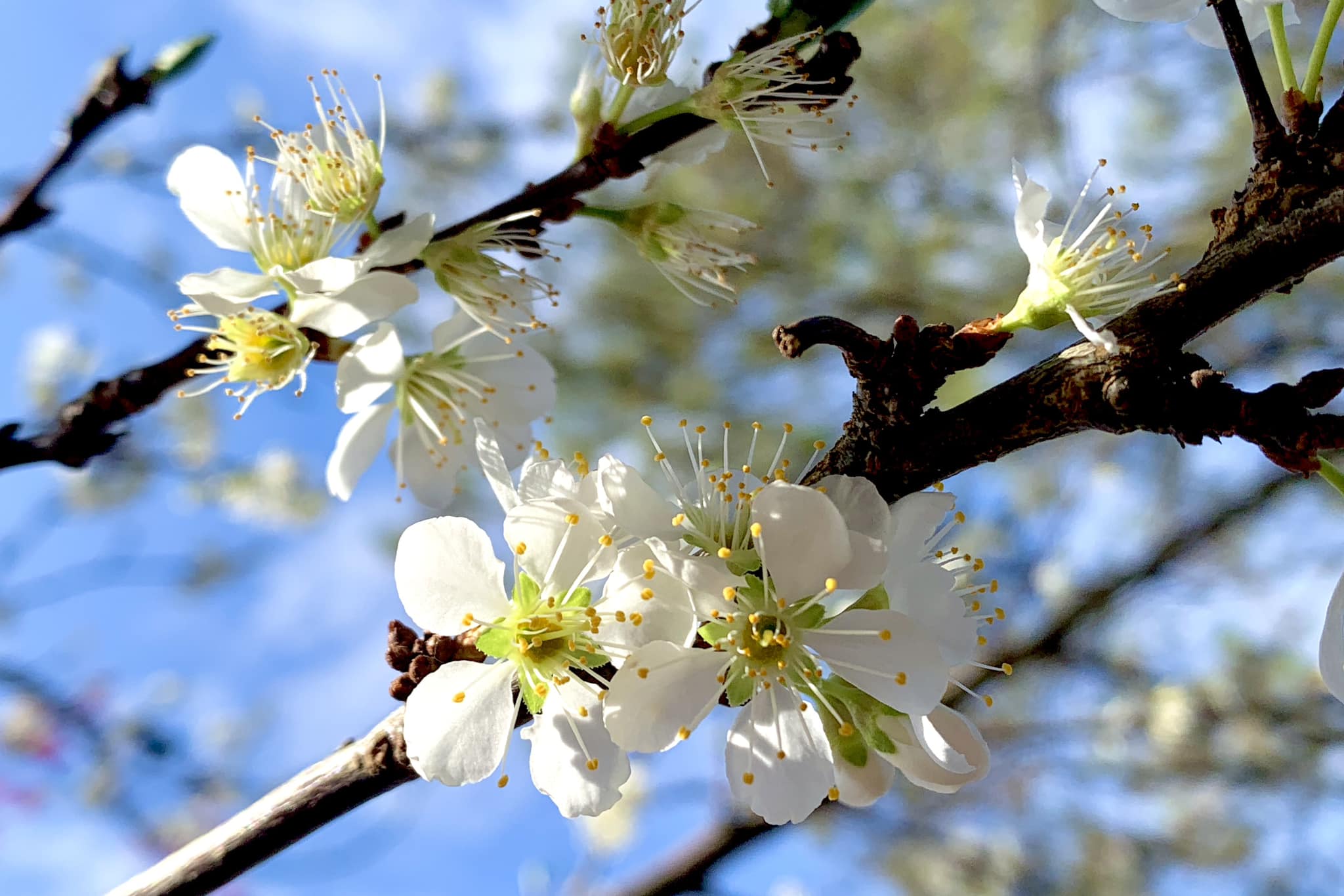 白色櫻花。(圖/陳秀雯攝影)
