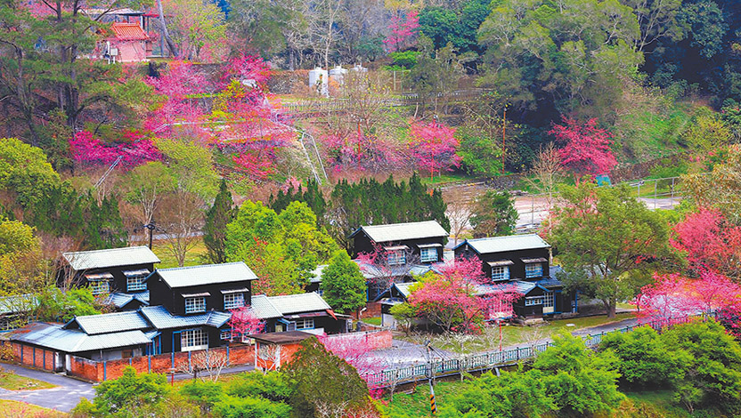 春陽部落開滿櫻花。(圖/陳秀雯攝影)