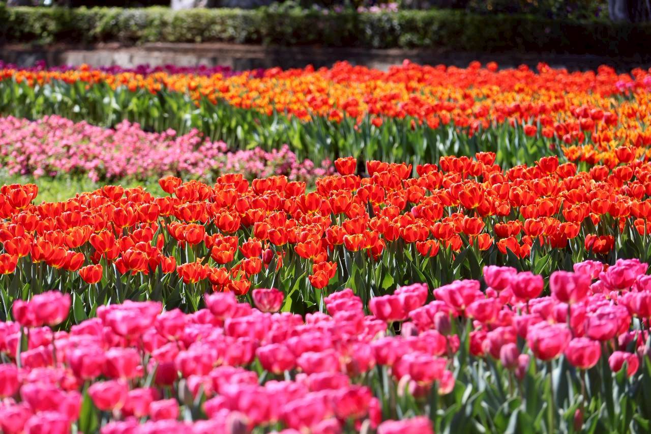 士林官邸鬱金香。(圖/台北市政府提供)