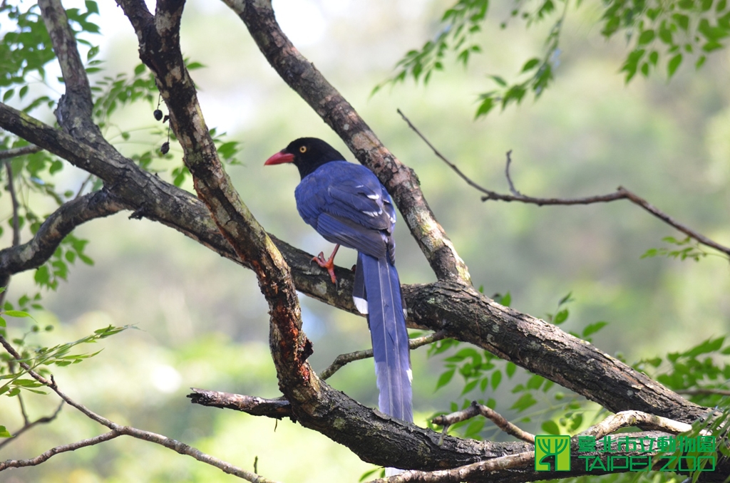 生態復育有成的原生種台灣藍鵲。(圖/台北市立動物園提供)
