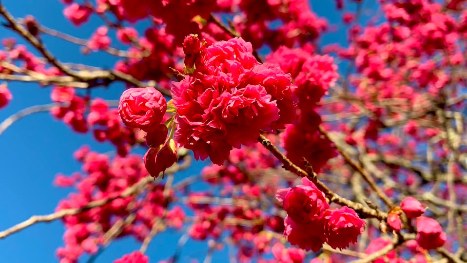 春陽部落開滿櫻花。(圖/陳秀雯攝影)