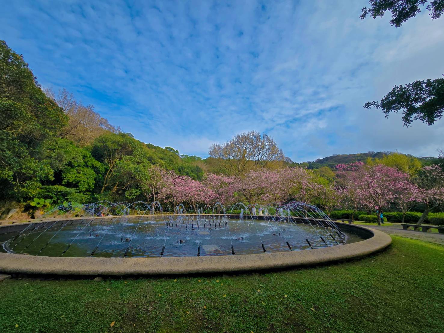 陽明公園噴水池旁的粉嫩櫻花綻放。(圖/梁敬彥攝影)