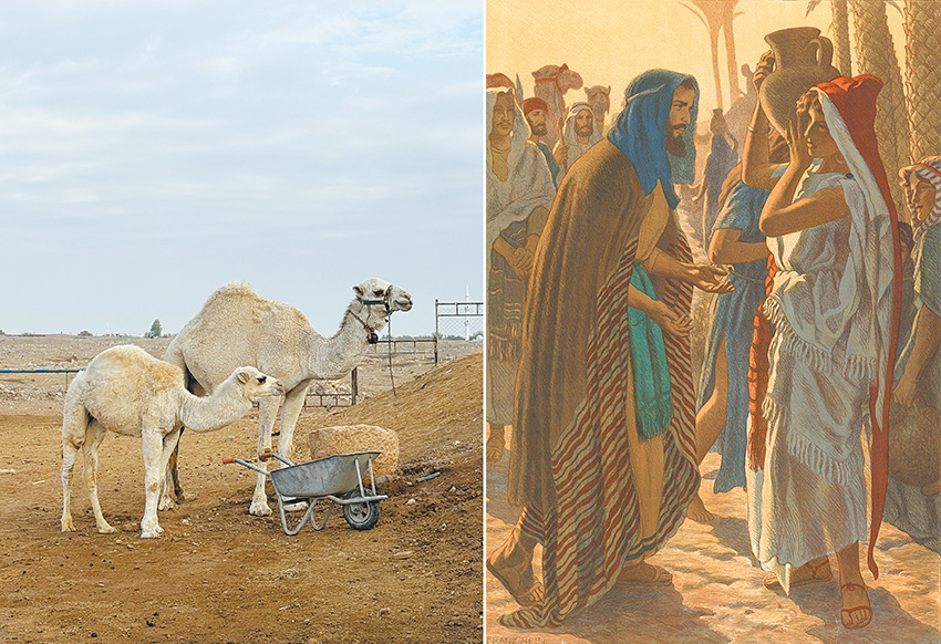 左圖：哈蘭牧民畜養的駱駝（王桂花攝影）。右圖："Eliezer and Rebekah", by Franz Hein