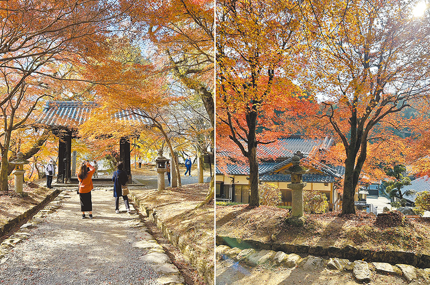 秋月城跡賞楓賞櫻皆宜。（作者攝影）