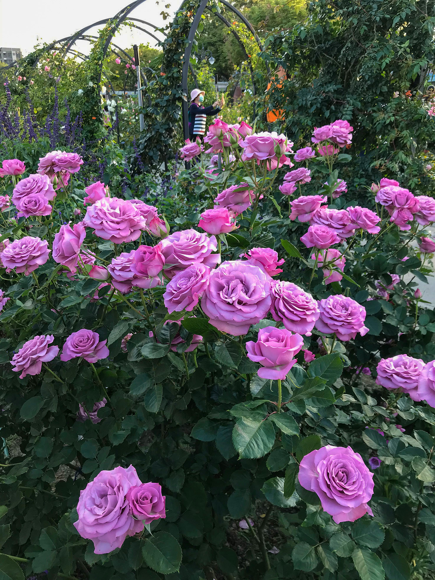 玫瑰盛開，繽紛如畫。