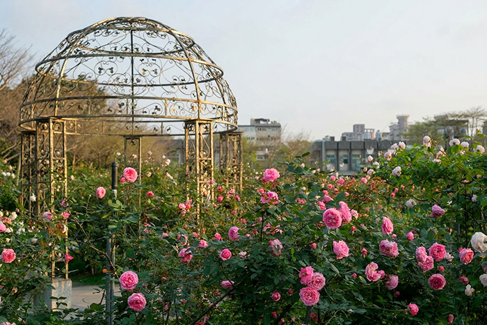 臺北玫瑰園有如歐洲花園造景。 （來源：北市公園路燈工程管理處）