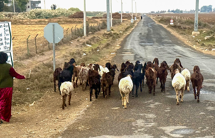 哈蘭路上的羊群（攝影：王桂花）