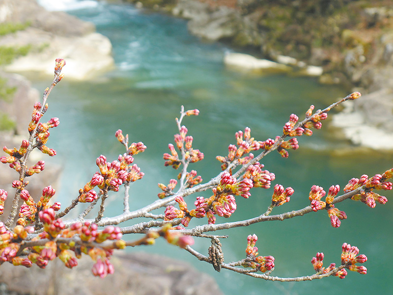 櫻花雖然含苞,姿態卻娉婷。