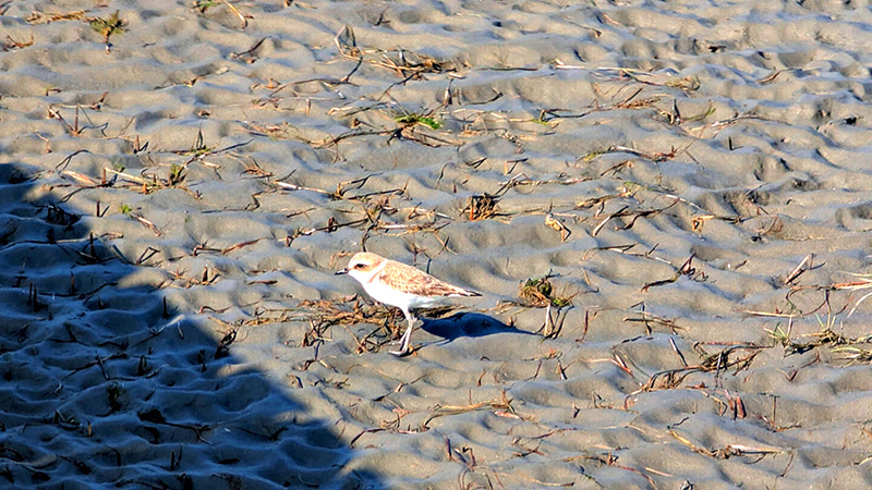 在沙地上奔跑的東方環頸鴴。（作者攝影）