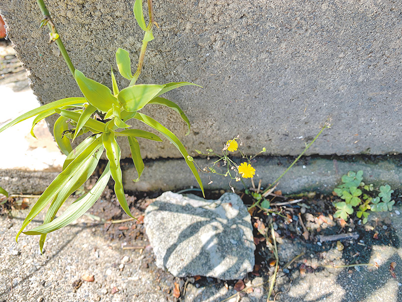 牆縫邊的黃鵪菜。（作者提供）