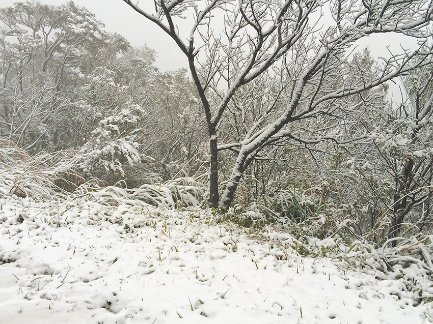 汐止雪景。（作者攝影）