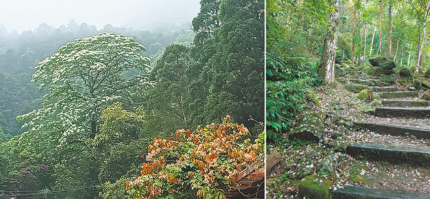左圖：桐花盛開自成美景。右圖：馬武督步道滿地桐花猶如六月雪。（作者攝影）