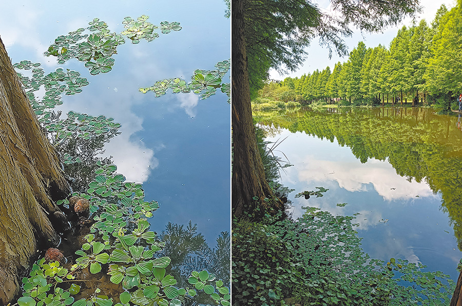 左圖：月眉濕地--池中的浮萍與藍天就像一幅畫。右圖：月眉濕地的落羽松倒影。（作者攝影）