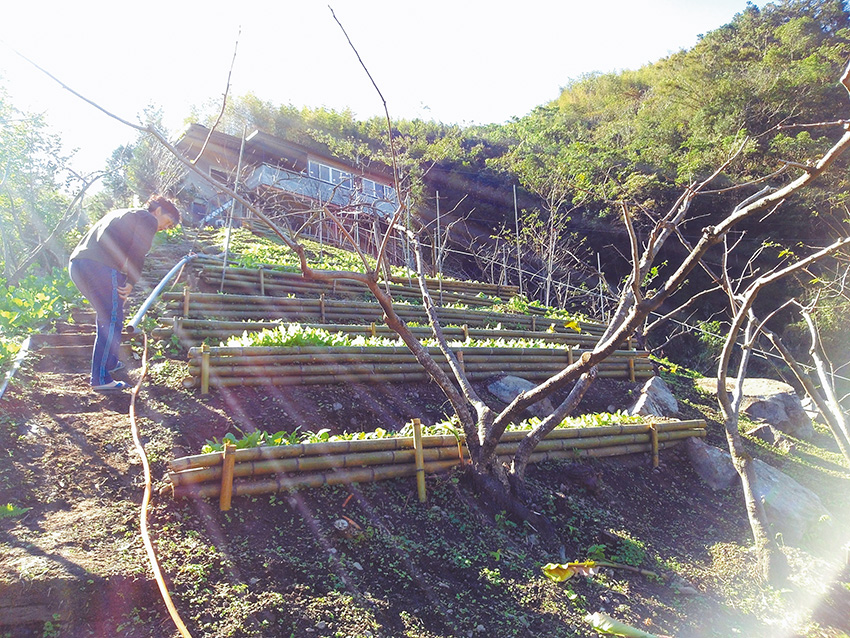 八五山阿光的農場。（作者提供）